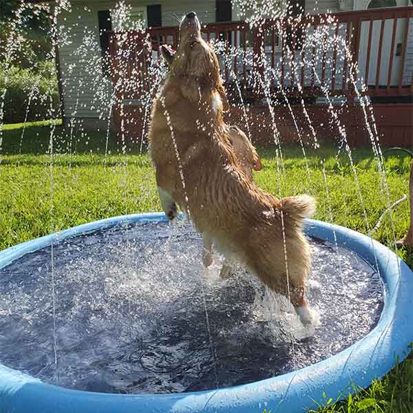 The Splashy Mat, Summer Sprinkle Pad for Pets and Kids