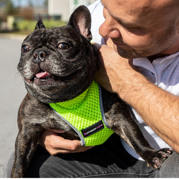 DOG HARNESS