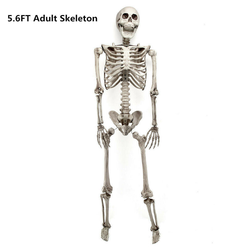 Halloween Prop 5Ft/3Ft Skeleton Full Size Giant Decoration Skeleton Skull Hand Lifelike Fake Human Body Poseable Anatomy Model Party Park